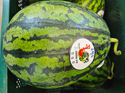 유명산지 하우스수박 5.5kg 내외