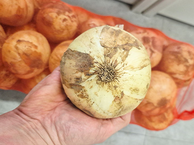 양파 750g 3-4입